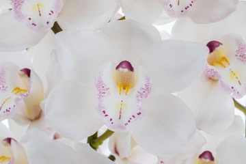 Cymb T White Sensation 80 Cm - 12/15bl