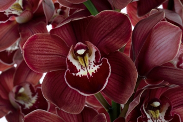 Cymbidium Bloody Mary 80 Cm - 12/15bl
