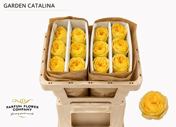 Rosa Catalina 50cm