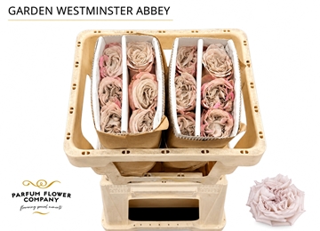 Rosa Garden Westminster Abbey! 50cm