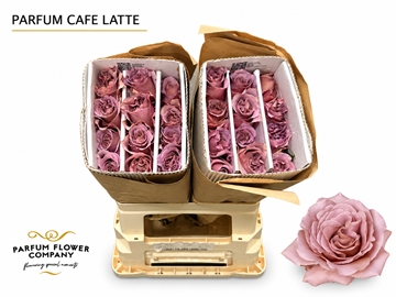 Rosa Garden Parfum Cafe Latte 50cm