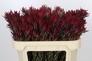 Leucadendron Sal Blush 70cm