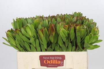 Leucadendron Goldstrike 50cm