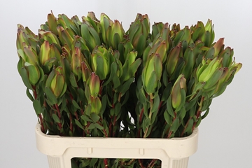 Leucadendron Laurel Ylw 80cm