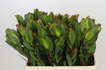 Leucadendron Laurel Ylw 60cm