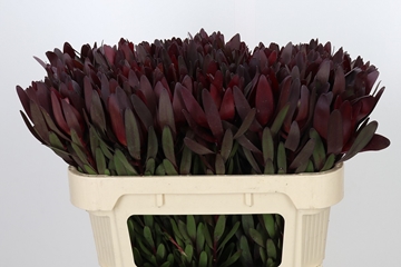 Leucadendron Safari Sunset 70cm