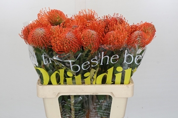 Leucospermum Ayoba Mandarin Zest 35cm