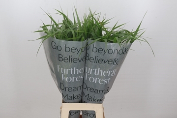 Panicum Fountain 70cm