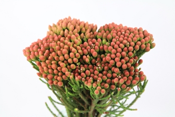Berzelia Alopecur 60cm