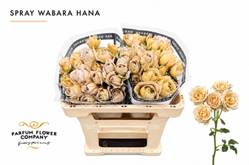 Rosa Spr 50cm
