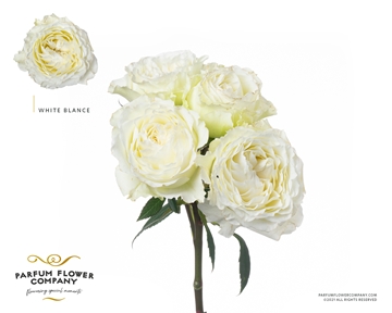Rosa Spr 50cm