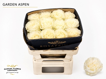 Rosa Sw Aspen 60cm
