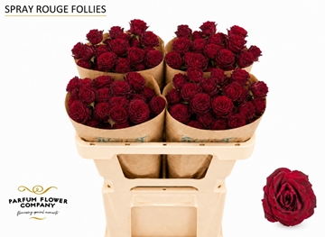 Rosa Spr 50cm