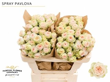 R Tr Pavlova 50cm