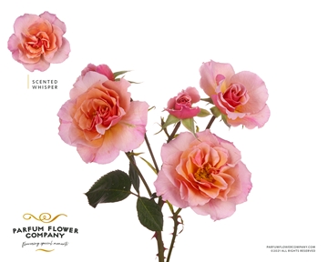 Rosa Spr 60cm