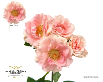 Rosa Spr 50cm