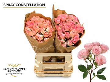Rosa Spr 50cm