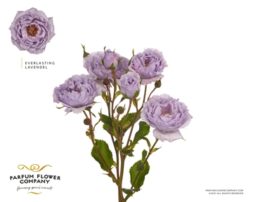 Rosa Spr 50cm