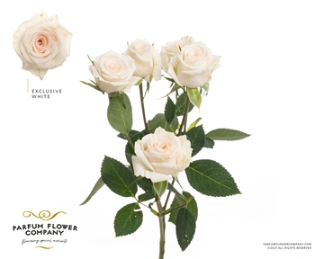 Rosa Spr Excl Sensation 50cm