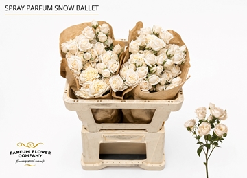 Rosa Spr 50cm