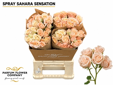 Rosa Spr 50cm