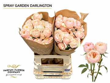 R Tr Darlington 60cm
