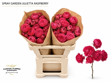 Rosa Spr 60cm