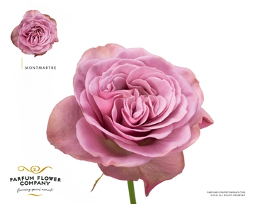 Rosa Garden Mont Martre 50cm