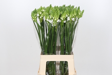 Ornithogalum Thyrsoides 70cm