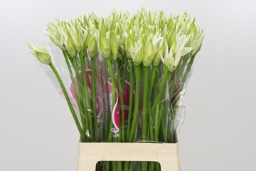Nerine Bianca Perla 60cm