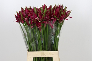 Nerine Mr John 70cm