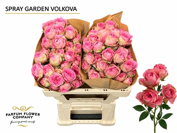 Rosa Spr 50cm