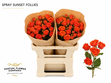 Rosa Spr 60cm