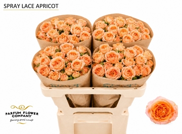 R Tr Apricot Lace 50cm