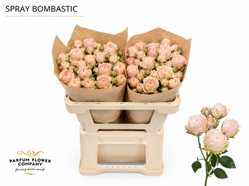 Rosa Spray Bombastic 50cm