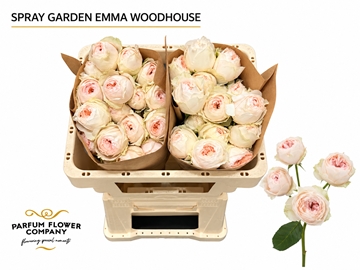 Rosa Spr 50cm