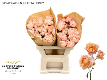 Rosa Spr 50cm