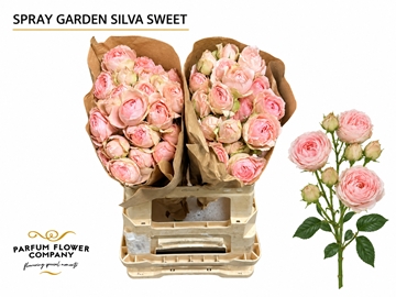 R Tr Silva Sweet+ 50cm