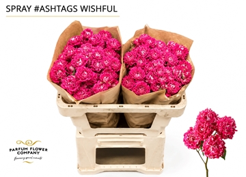 R Tr H Wishful 50cm