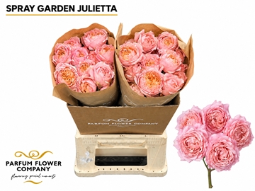 R Tr Julietta 60cm