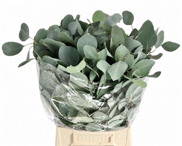 Eucalyptus Populus Flowering 50cm 150gram