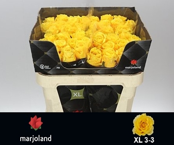 R Gr Palmares! 70cm