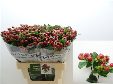 Hypericum Magical Season Big Brown 60cm