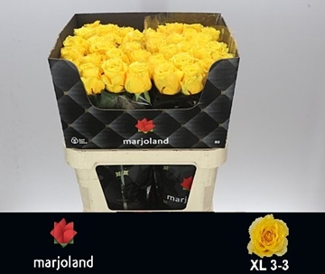 R Gr Palmares! 80cm