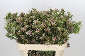 Leucadendron Star Pearl 70cm