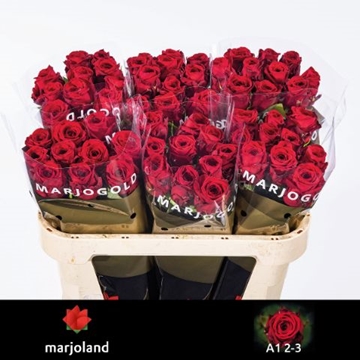 Rosa Hybrida Red Naomi 70cm