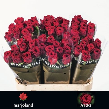 Rosa Hybrida Red Naomi 80cm