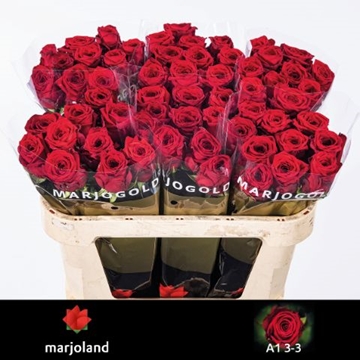 Rosa Hybrida Red Naomi 70cm