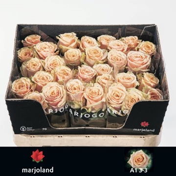 Rosa Bellini 70cm