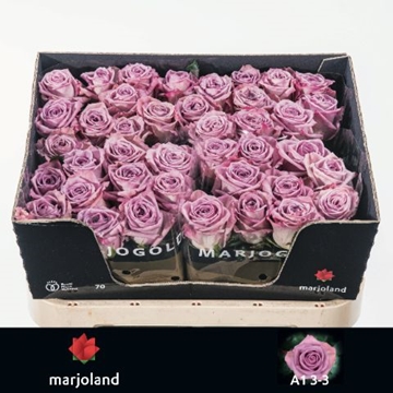 Rosa Nayeli 70cm